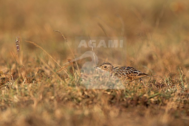 The Archer's Lark (Heteromirafra archeri) is one of the rarest Larks in Africa with restricted and fragmentated range in Ethiopia and Somalia. Probably there are less than 100 birds left. It is critically endangered mostly by overgrazing, agriculture and due to climate change. stock-image by Agami/Mathias Putze,