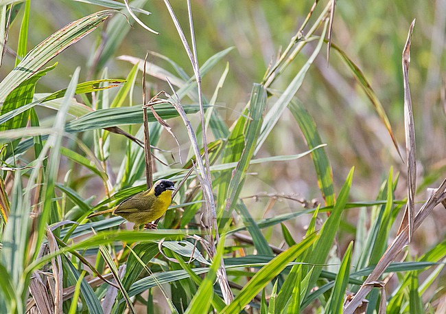 Male Chiriqui Yellowthroat (Geothlypis chiriquensis) in Costa Rica. stock-image by Agami/Pete Morris,