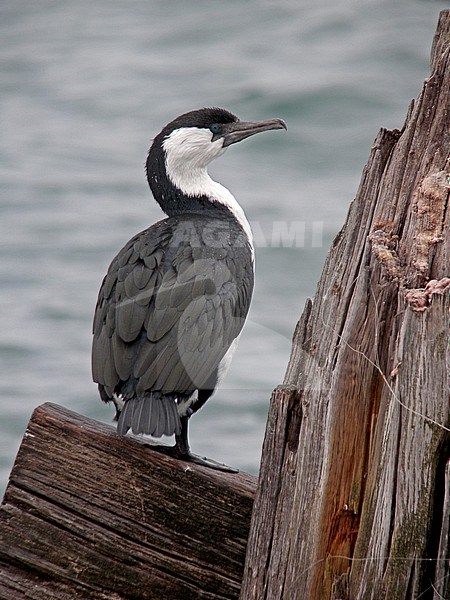 Black-faced Cormorant (Phalacrocorax fuscescens) in Southern Australia. Also known as the black-faced shag. stock-image by Agami/Pete Morris,