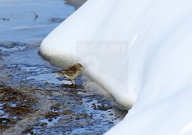 Een foeragerende waterpieper in de sneeuw A foraging Water Pipit in the snow stock-image by Agami/Jacques van der Neut,