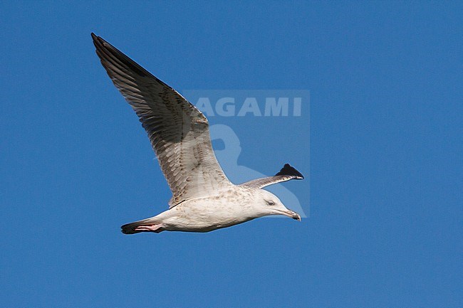 Eerste winter Pontische Meeuw in vlucht, First winter, Caspian Gull in flight stock-image by Agami/Karel Mauer,