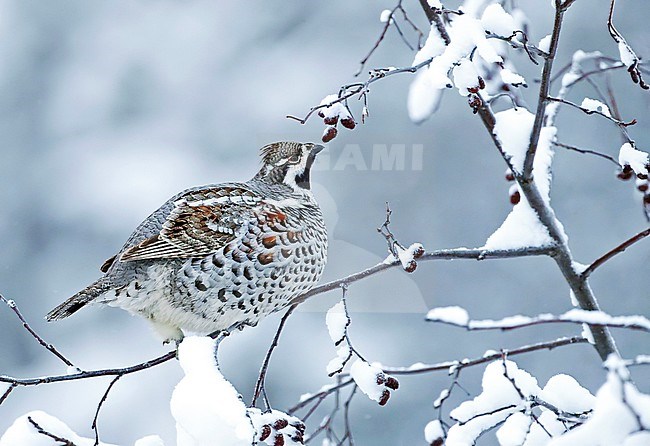 Male Hazel Grouse (Bonasia bonasia) eating berries in a tree in Kuusamo during a cold winter. stock-image by Agami/Markus Varesvuo,