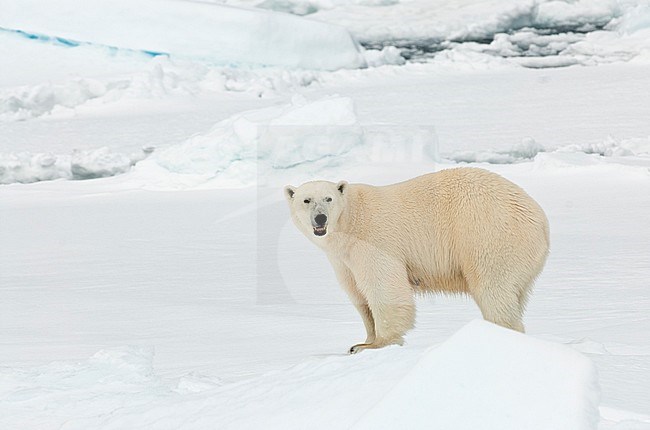 Polar Bear (Ursus maritimus) standing on drift ice at Spitsbergen, Norway. stock-image by Agami/Roy de Haas,