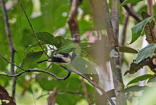 Male Biak Monarch (Symposiachrus brehmii) in West Papua, Indonesia.  It is endemic to Biak Island. stock-image by Agami/Pete Morris,