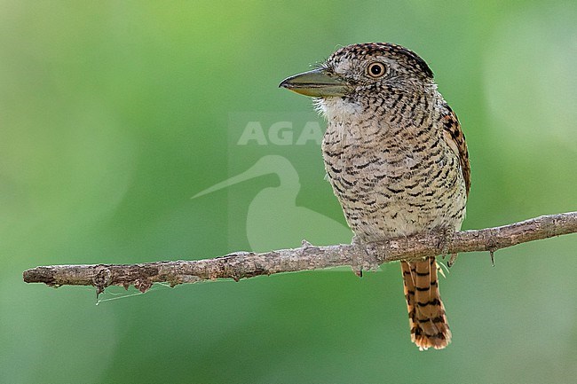 Barred Puffbird (Nystalus radiatus) at Utica, Colombia. stock-image by Agami/Tom Friedel,