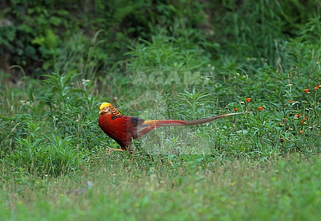 Chinese pheasant (Chrysolophus pictus) stock-image by Agami/Pete Morris,