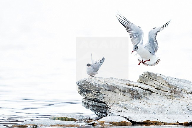 1st summer Brown-headed Gull (Larus brunnicephalus) in Tajikistan, together with Eastern Common Tern (Sterna hirundo tibetana). stock-image by Agami/Ralph Martin,