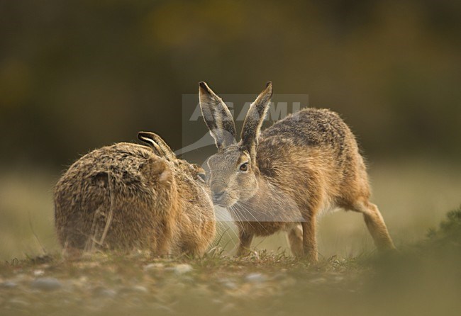 Europese Haas, European Hare, Lepus europaeus stock-image by Agami/Danny Green,