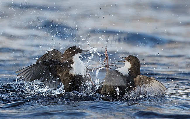 Black-bellied White-throated Dipper (Cinclus cinclus cinclus) in river at Kuusamo Finland. Fight between two dippers over feeding territory. stock-image by Agami/Markus Varesvuo,