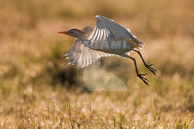Koereiger, Cattle Egret stock-image by Agami/Daniele Occhiato,