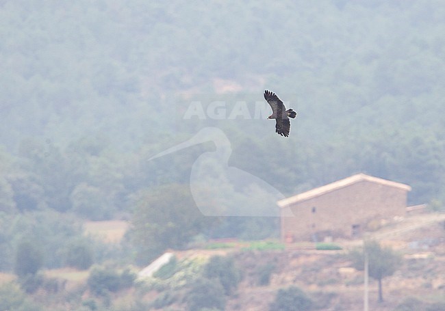Lesser Spotted Eagle (Clanga pomarina) soaring in the sky in Spain. One bird of an extralimital Spanish breeding record. stock-image by Agami/Rafael Armada,