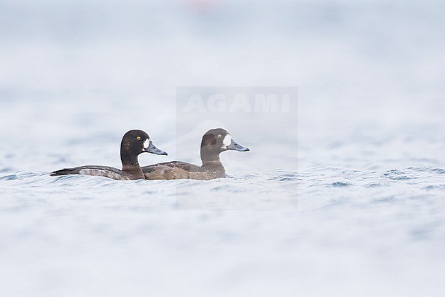Greater Scaup - Bergente - Aythya marila ssp. marila, Germany (Mecklenburg-Vorpommern), 2nd cy. stock-image by Agami/Ralph Martin,