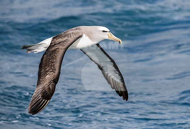 Adult Salvin's Albatross (Thalassarche salvini) flying low over the pacifc ocean off New Zealand. stock-image by Agami/Marc Guyt,