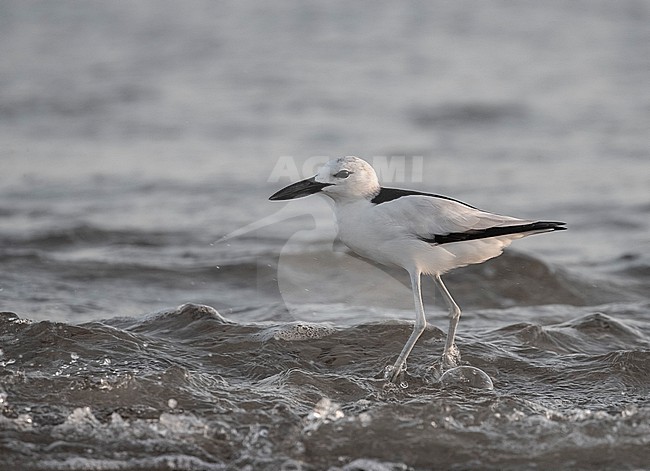 Crab Plover (Dromas ardeola) standing in the water on a beach in Mogadishu, Somalia. stock-image by Agami/David Monticelli,