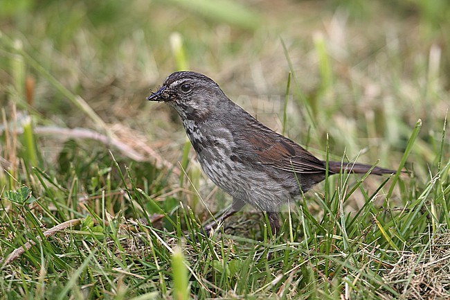 Song Sparrow (Melospiza melodia kenaiensis)  taken the 20/06/2022 at Homer - Alaska - USA stock-image by Agami/Aurélien Audevard,