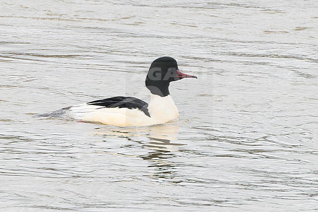 Common Merganser (Mergus merganser) adult male swimming on the river Meuse. stock-image by Agami/David Monticelli,