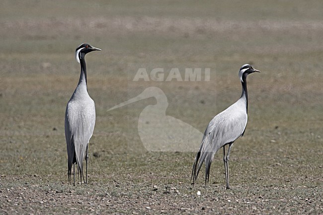 Demoiselle Crane standing on field; Jufferkraan staand op veld stock-image by Agami/Jari Peltomäki,