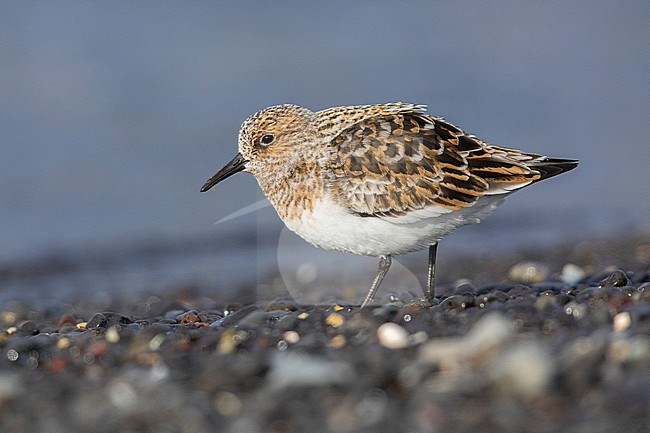 Sanderling (Calidris alba), side view of an adult standing on the shore, Northwestern Region, Iceland stock-image by Agami/Saverio Gatto,
