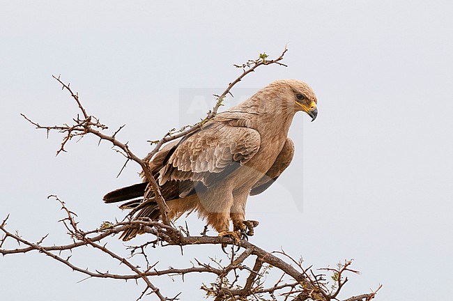 A raptor perched in the top of a thorny acacia tree. Masai Mara National Reserve, Kenya. stock-image by Agami/Sergio Pitamitz,