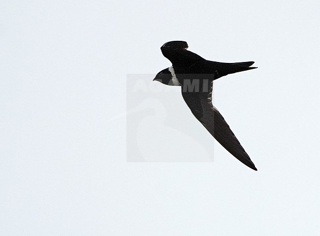 White-collared Swift (Streptoprocne zonaris) in Northern Peru. Swift in flight. stock-image by Agami/Dani Lopez-Velasco,