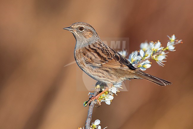 Dunnock (Prunella modularis), adult perched on a Blackthorn branch, Campania, Italy stock-image by Agami/Saverio Gatto,