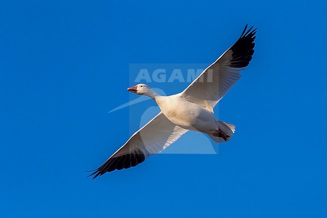 White morph adult Snow Goose (Anser caerulescens) flying over rural fields near Wachtebeke, East Flanders, Belgium. stock-image by Agami/Vincent Legrand,