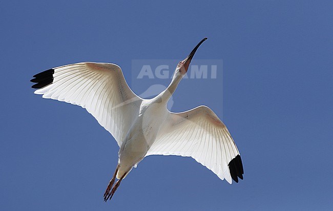 American White Ibis (Eudocimus albus),  in flight in Florida, USA stock-image by Agami/Helge Sorensen,