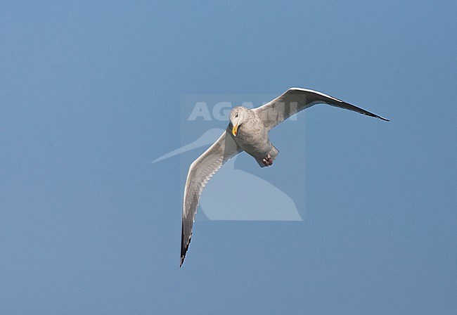 Vega Gull (Larus vegae) wintering along the coast of Japan. stock-image by Agami/Marc Guyt,