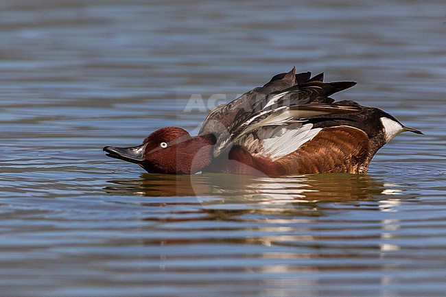 Witoogeend; Aythya nyroca; Ferruginous Duck stock-image by Agami/Daniele Occhiato,