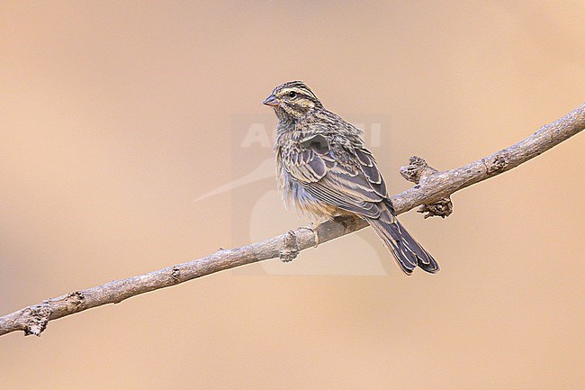 Cinnamon-breasted Bunting, Emberiza tahapisi, perched on a branch. stock-image by Agami/Sylvain Reyt,
