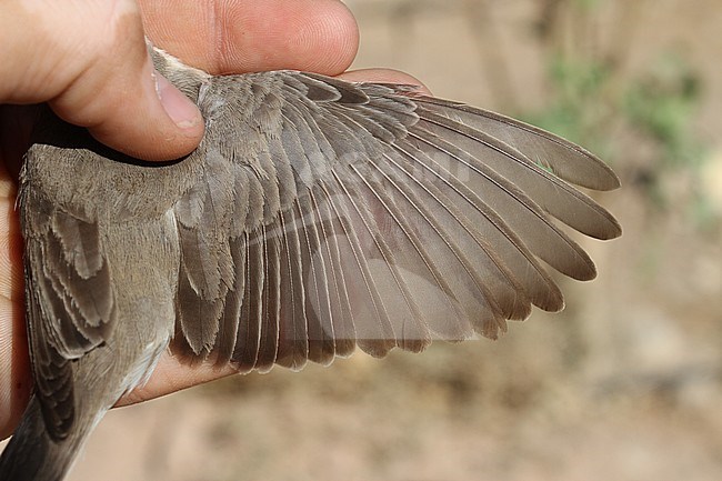 Upcher’s Warbler (Hippolais languida) caught in Eilat, Israel, during spring migration. stock-image by Agami/Christian Brinkman,