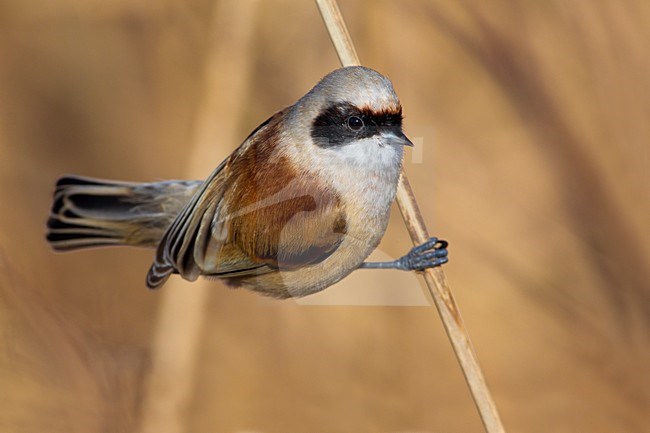Volwassen Buidelmees; Adult Eurasian Penduline Tit stock-image by Agami/Daniele Occhiato,