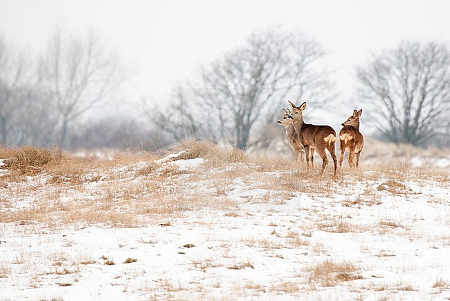 Roe deers (Capreolus capreolus) standing in dunes covered with snow stock-image by Agami/Caroline Piek,