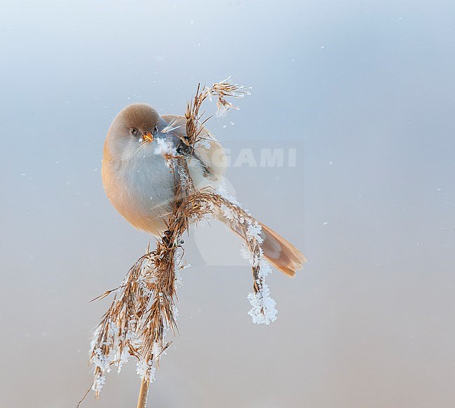 Female Bearded Tit, Panurus biarmicus, wintering in reed bed near Helsinki, Finland. Also known as Bearded Reedling. stock-image by Agami/Marc Guyt,