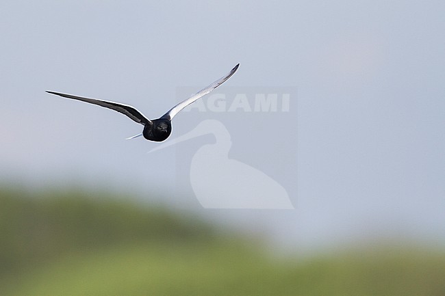 White-winged Tern - Weissflügel-Seeschwalbe - Chlidonias leucopterus, Poland, adult stock-image by Agami/Ralph Martin,
