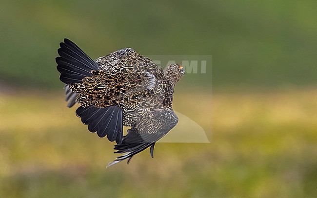 Red Grouse (Lagopus scotica) flying over the heather in Spartleton Hill, East Lothian, Scotland, United Kingdom. stock-image by Agami/Vincent Legrand,