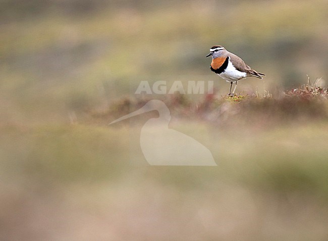 Summer plumaged Rufous-chested Dotterel (Charadrius modestus) in Tierra del Fuego, Chile. Standing on tundra like vegetation. stock-image by Agami/Dani Lopez-Velasco,