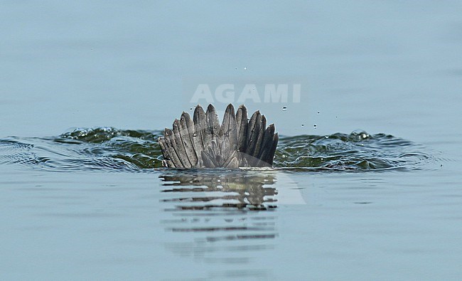 Uppertale of a male Common Goldeneye, diving for food in the IJsselmeer. stock-image by Agami/Renate Visscher,