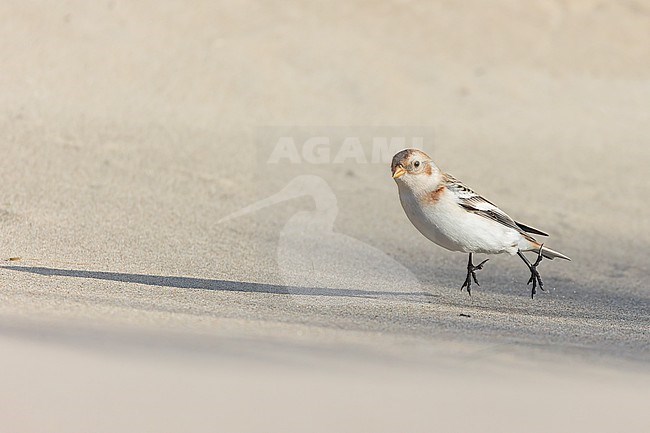 A Snow Bunting is seen from the side against a clear light beige background walking on a sand dune. stock-image by Agami/Jacob Garvelink,