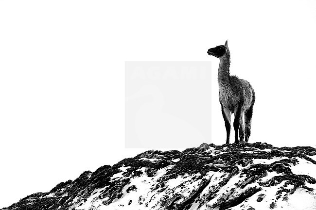 Black and White portrait of a Guanaco (Lama guanicoe) on a snowy mountain near Ushuaia (Tierra del Fuego, Argentina). stock-image by Agami/Rafael Armada,