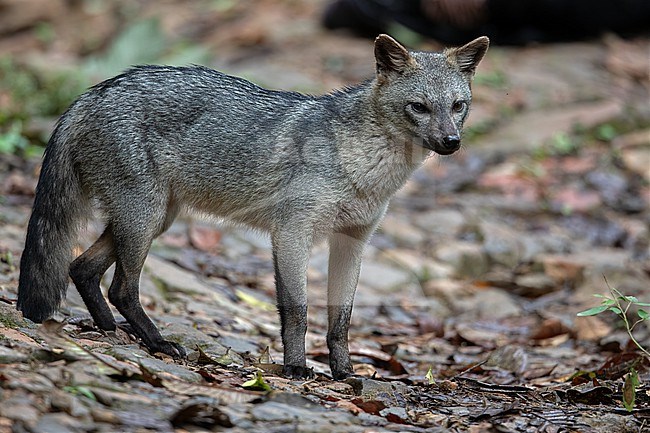 Crab-eating Fox (Cerdocyon thous) at Tatama National Park, Pueblo Rico, Risaralda, Colombia. stock-image by Agami/Tom Friedel,