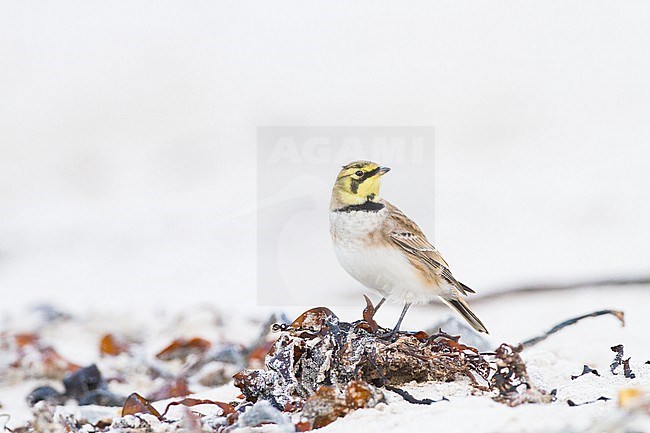 Strandleeuwerik, Shore Lark, Eremophila alpestris stock-image by Agami/Menno van Duijn,