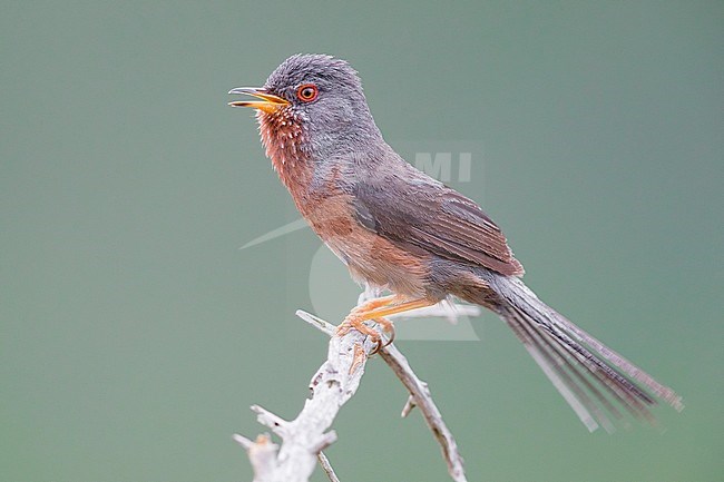 Dartford Warbler (Sylvia undata), adult male singing from a small branch stock-image by Agami/Saverio Gatto,