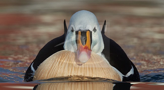 Close up van de kop van een mannetje Koningseider, Closeup of the head of a male King Eider stock-image by Agami/Markus Varesvuo,