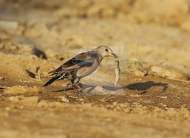 First-winter Rosy Starling (Pastor roseus) at Salalah - Oman. With caught insect as prey. stock-image by Agami/Aurélien Audevard,