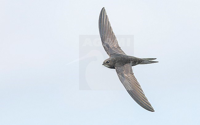 Common swift (Apus apus) in flight stock-image by Agami/Lennart Verheuvel,