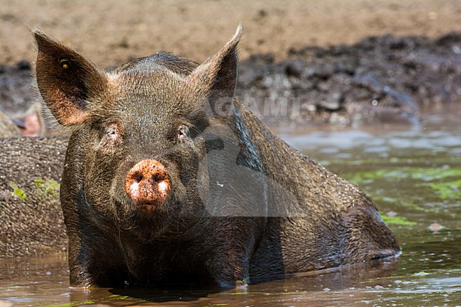Vrije uitloop varken; Domestic Pig stock-image by Agami/Hans Germeraad,