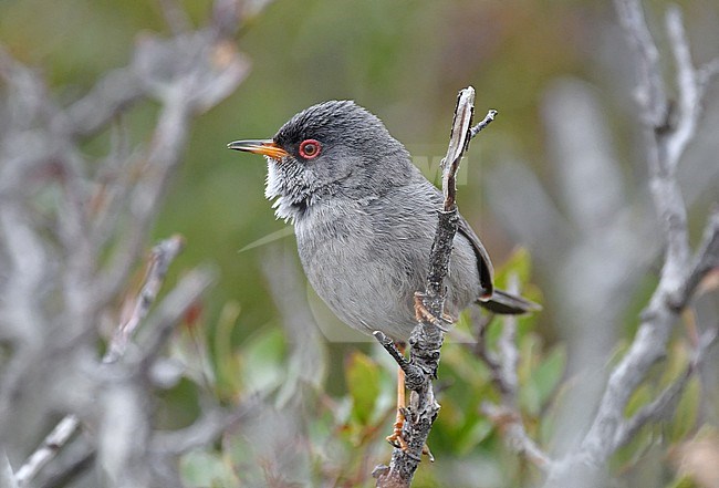 The Balearic Warbler is an endemic bird and lives only at Mallorca and Ibiza (Spain). The species is related to the Marmora's Warbler, which lives at Corsica and Sardinia. stock-image by Agami/Eduard Sangster,