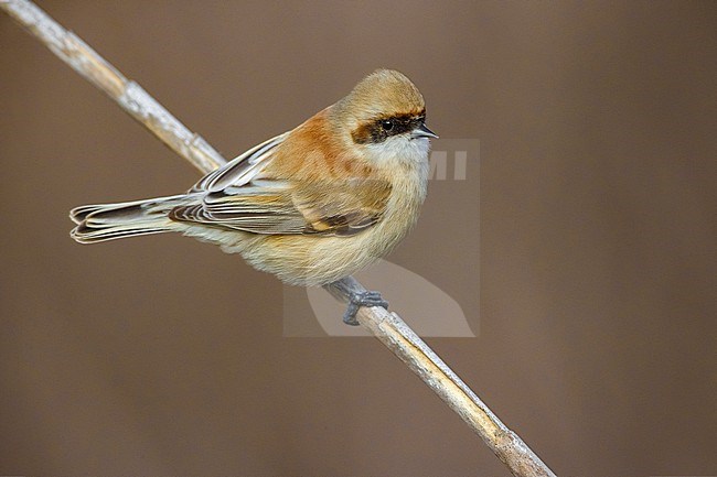 Female Penduline Tit, Remiz pendulinus, perched on a reed stem in Italy. stock-image by Agami/Daniele Occhiato,