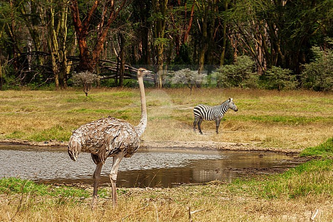 An Ostrich, Struthio camelus, and Plains zebra, Equus quagga, at Lake Nakuru National Park. Lake Nakuru National Park, Kenya, Africa. stock-image by Agami/Sergio Pitamitz,